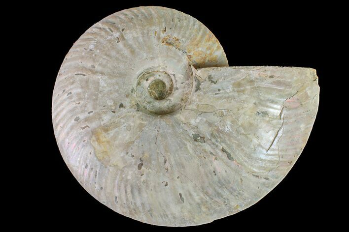 Silver Iridescent Ammonite (Cleoniceras) Fossil - Madagascar #159398